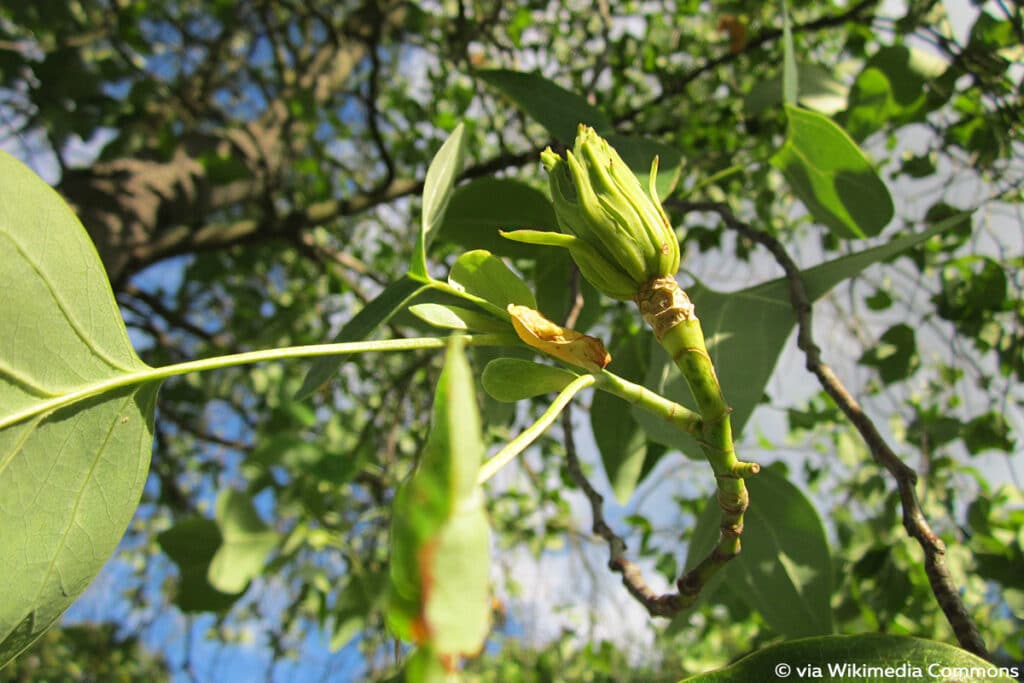 Amerikanischer Tulpenbaum (Liriodendron tulipifera), Laubbaum Zapfen