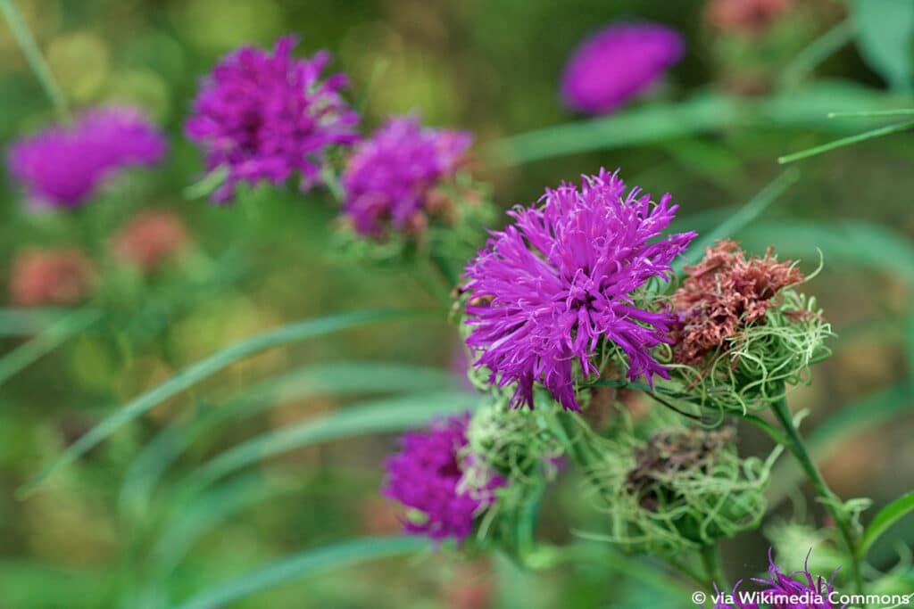 Arkansas-Scheinaster (Vernonia arkansana)