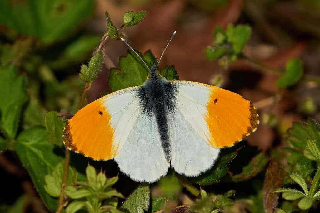 Aurorafalter (Anthocharis cardamines), Schmetterlinge