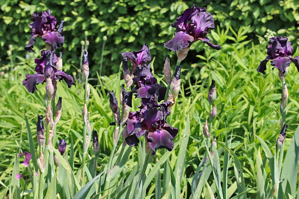 Bart-Iris, Schwertlilie (Iris barbata), Lavendel Begleitpflanzen