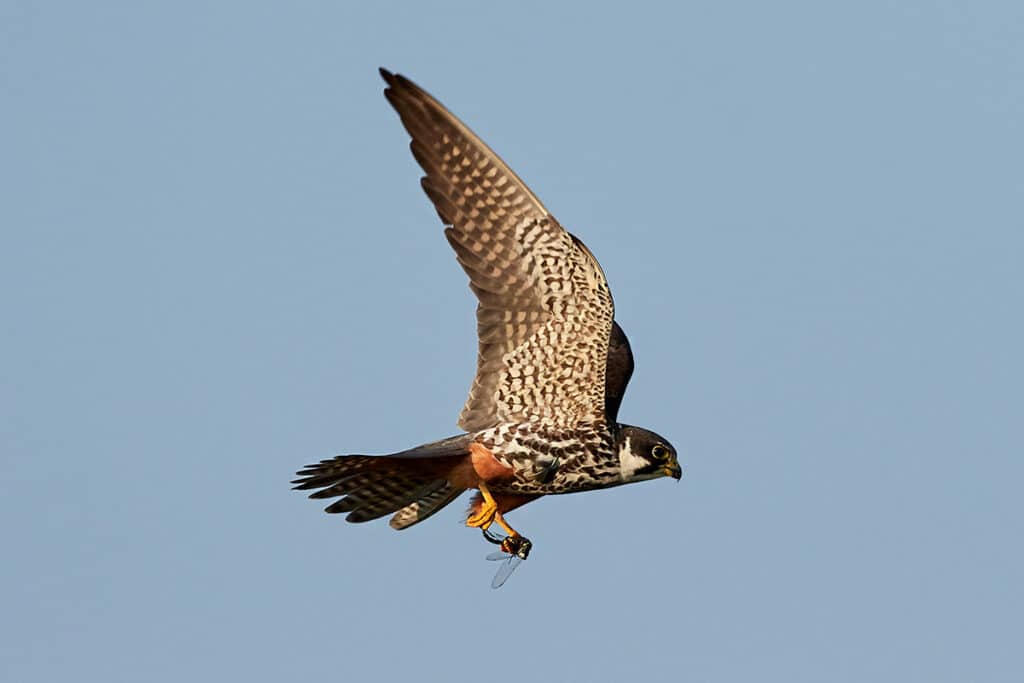 Baumfalke (Falco subbuteo)