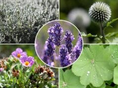 Begleitpflanzen Lavendel