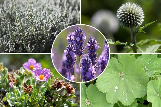 Begleitpflanzen Lavendel