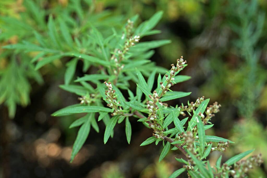 Beifuß (Artemisia vulgaris)