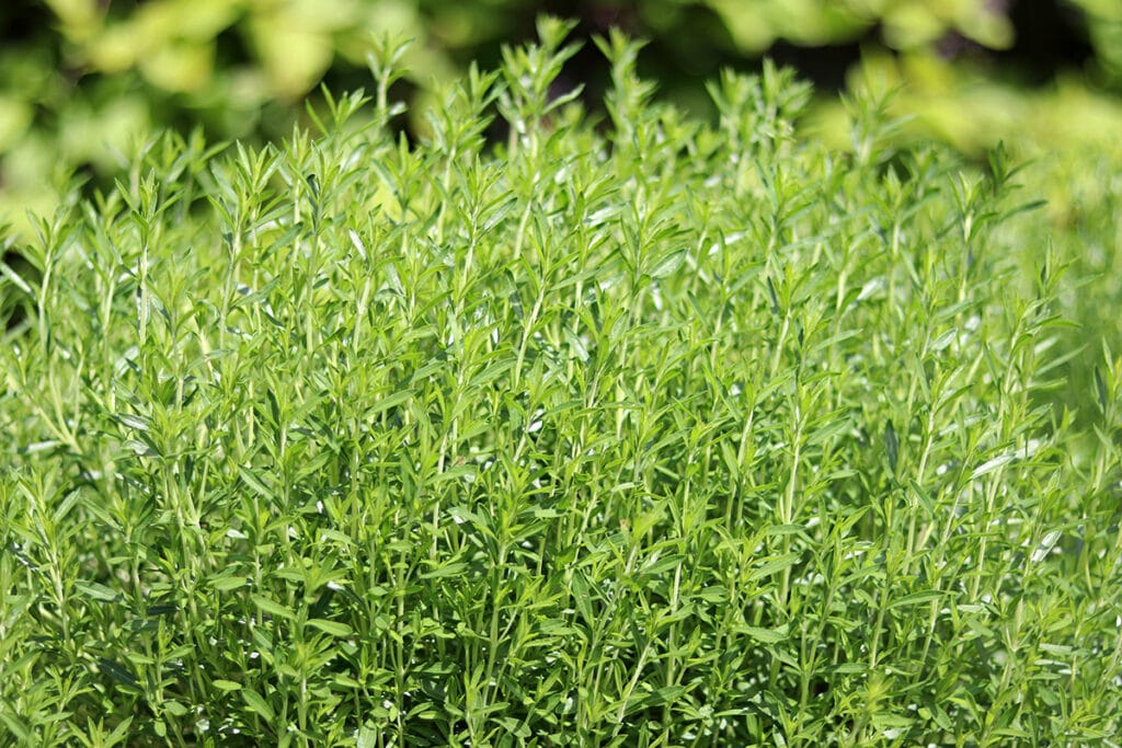 Bergbohnenkraut (Satureja montana), Lavendel Begleitpflanzen