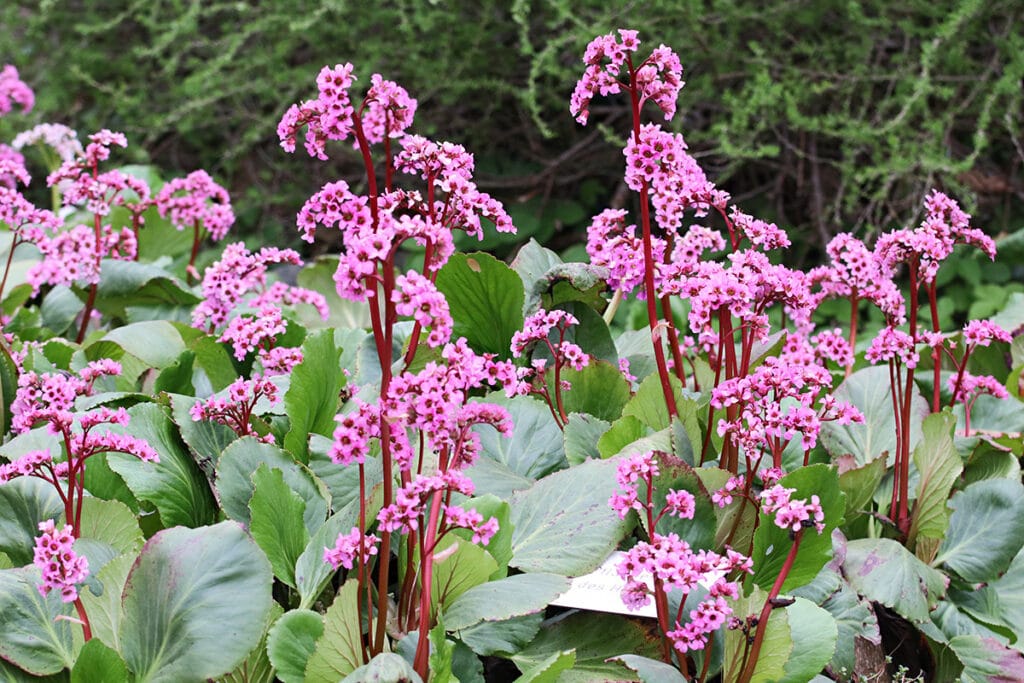 Bergenie, Bergenia cordifolia, Steingarten