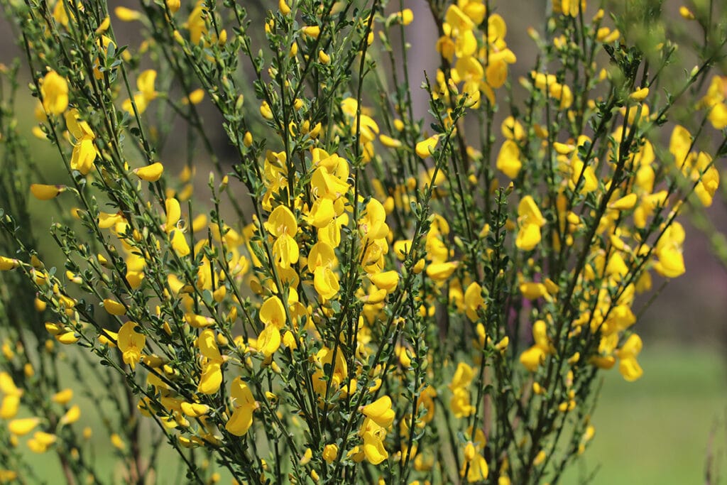 Besenginster (Cytisus scoparius), psychoaktive Pflanzen