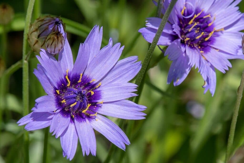 Blaue Rasselblume (Catananche caerulea)