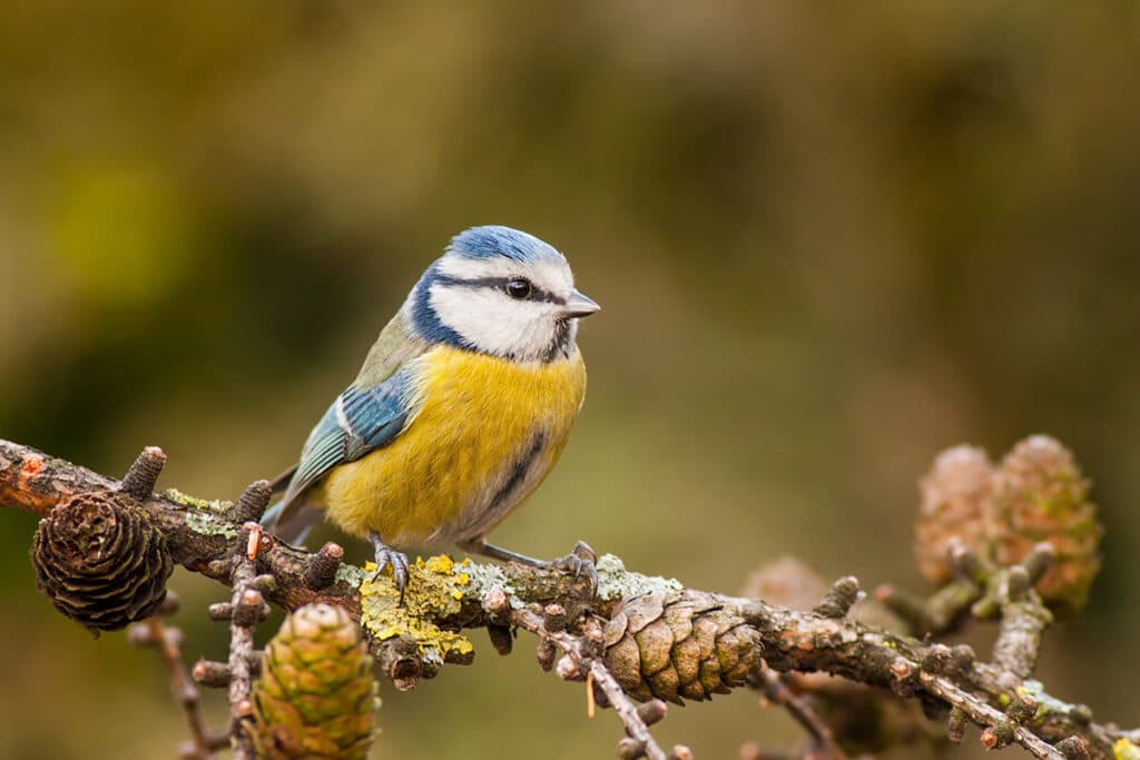 Blaumeise - Cyanistes caeruleus, Vogel gelbe Brust