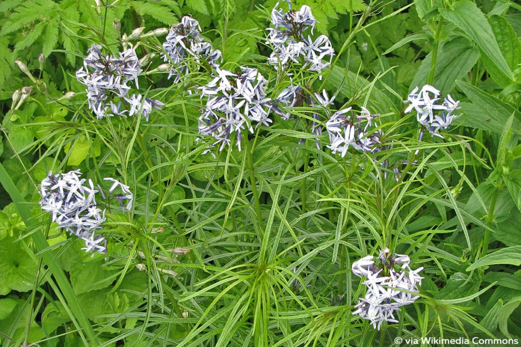 Blausternbusch (Amsonia hubrichtii), Sonnenpflanze