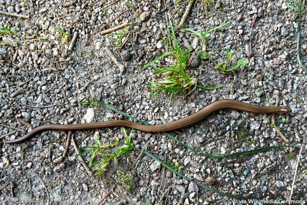 Blindschleiche (Anguis fragilis)