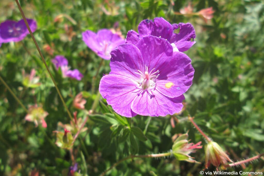 Blutroter Storchschnabel (Geranium sanguineum):