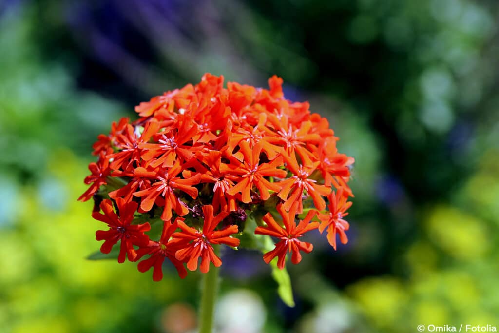 Brennende Liebe (Lychnis chalcedonica)