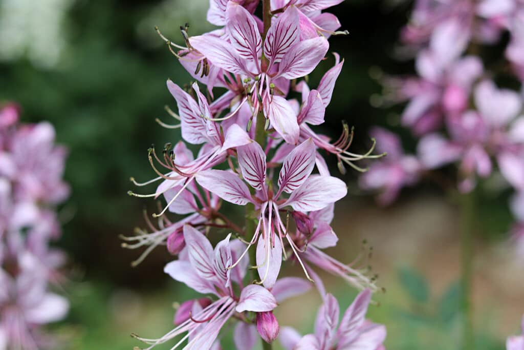 Brennender Busch, Diptam (Dictamnus albus)