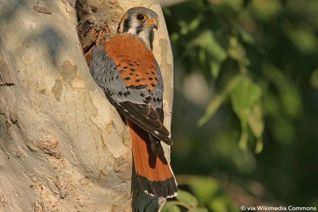 Buntfalke (Falco sparverius), Falken