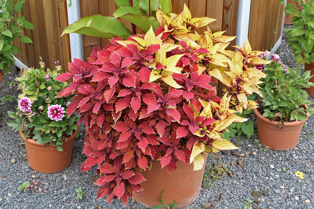 Buntnessel (Solenostemon scutellarioides)