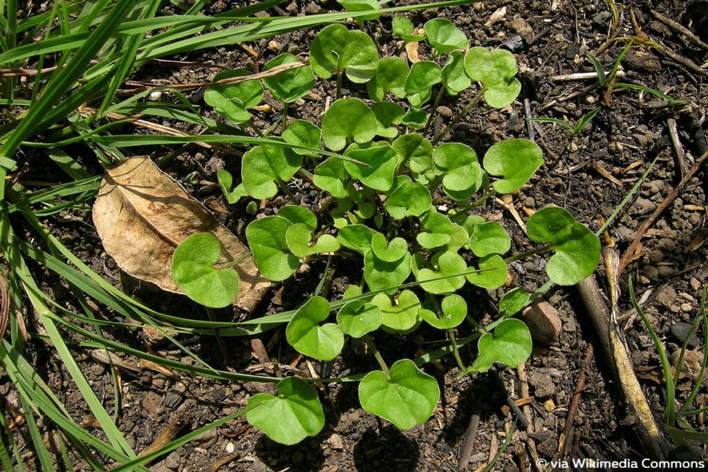 Dichondra repens