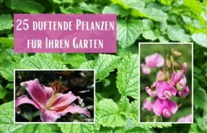 Duftende Pflanzen