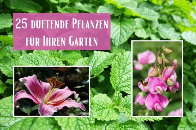 Duftende Pflanzen