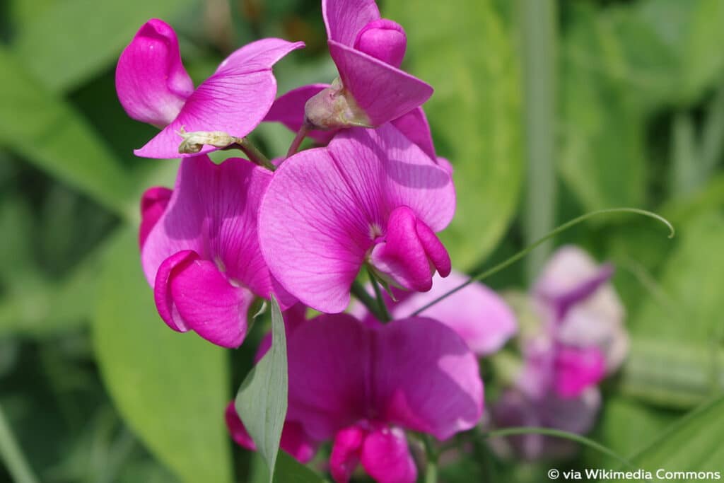 Duftende Platterbse, Duftwicke (Lathyrus odoratus)