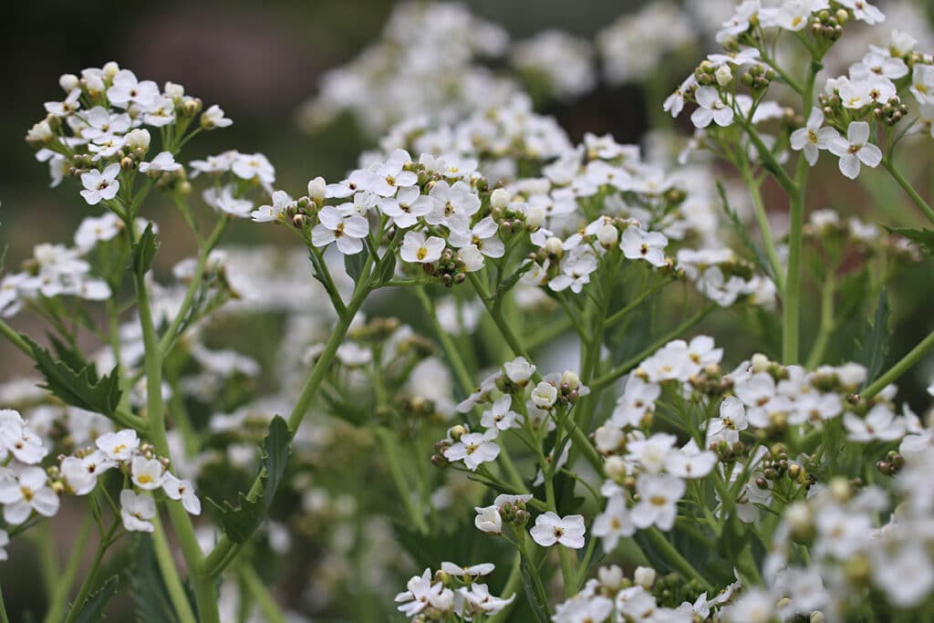 Echter Meerkohl (Crambe maritima), Begleitpflanzen Lavendel