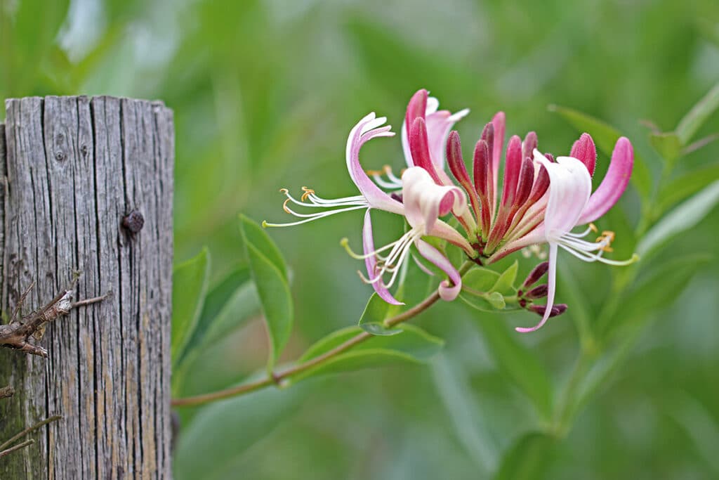 Echtes Geißblatt, Jelängerjelieber (Lonicera caprifolium)