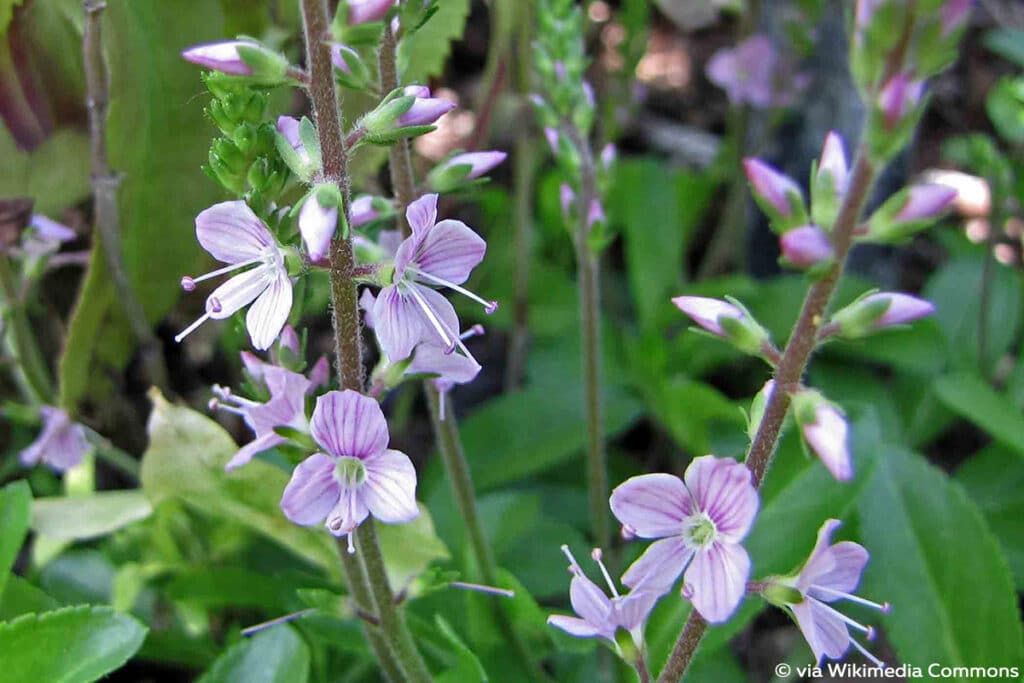 Ehrenpreis (Veronica x cantiana 'Kentish Pink')