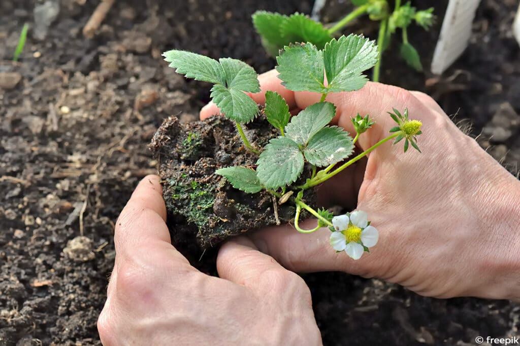 Fragaria pflanzen