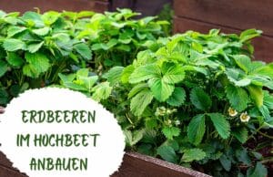 Erdbeeren im Hochbeet anbauen