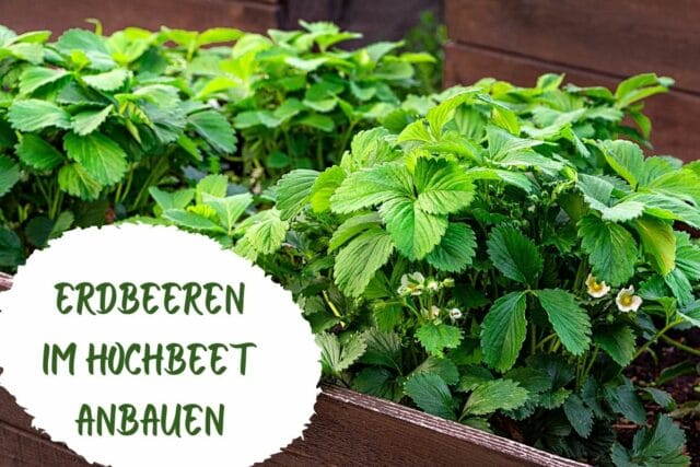 Erdbeeren im Hochbeet anbauen