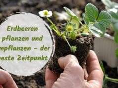 Erdbeeren pflanzen und umpflanzen