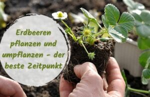 Erdbeeren pflanzen und umpflanzen