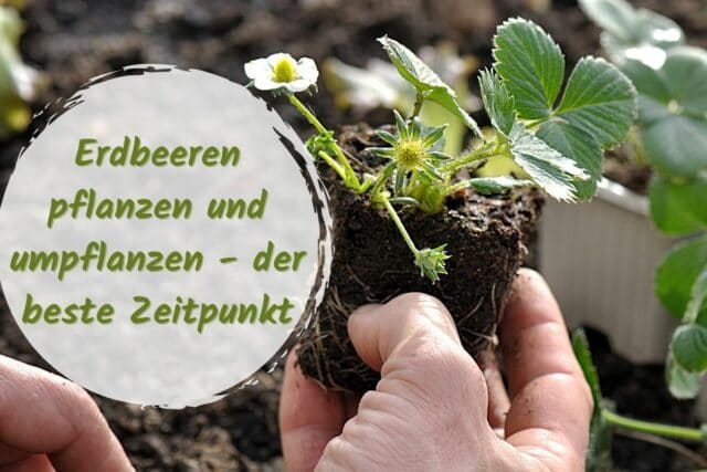 Erdbeeren pflanzen und umpflanzen