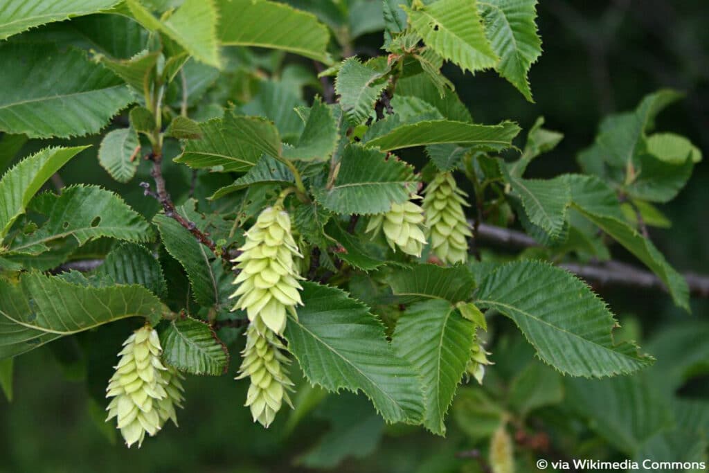 Europäische Hopfenbuche (Ostrya carpinifolia), Laubbaum Zapfen