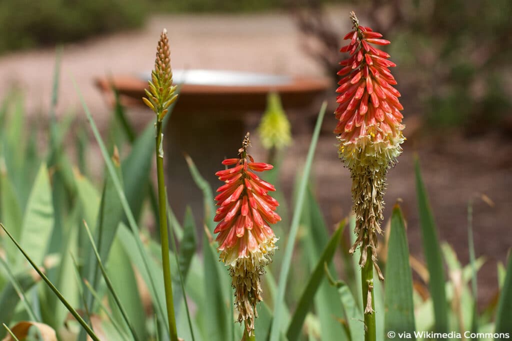 Fackellilie (Kniphofia uvaria), Sonnenpflanzen