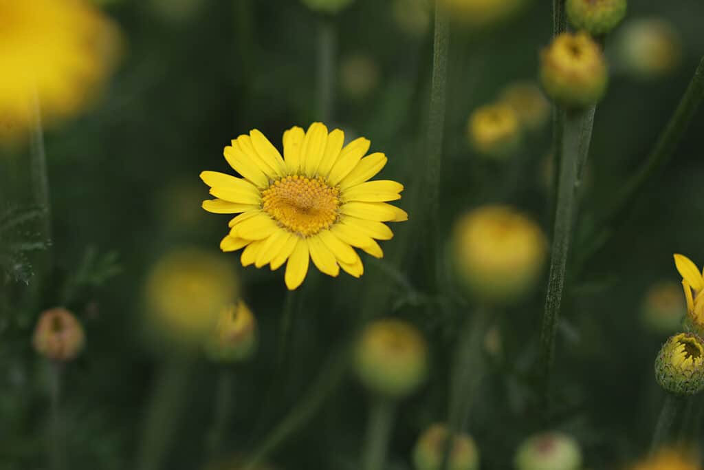 Färberkamille (Anthemi tinctoria)