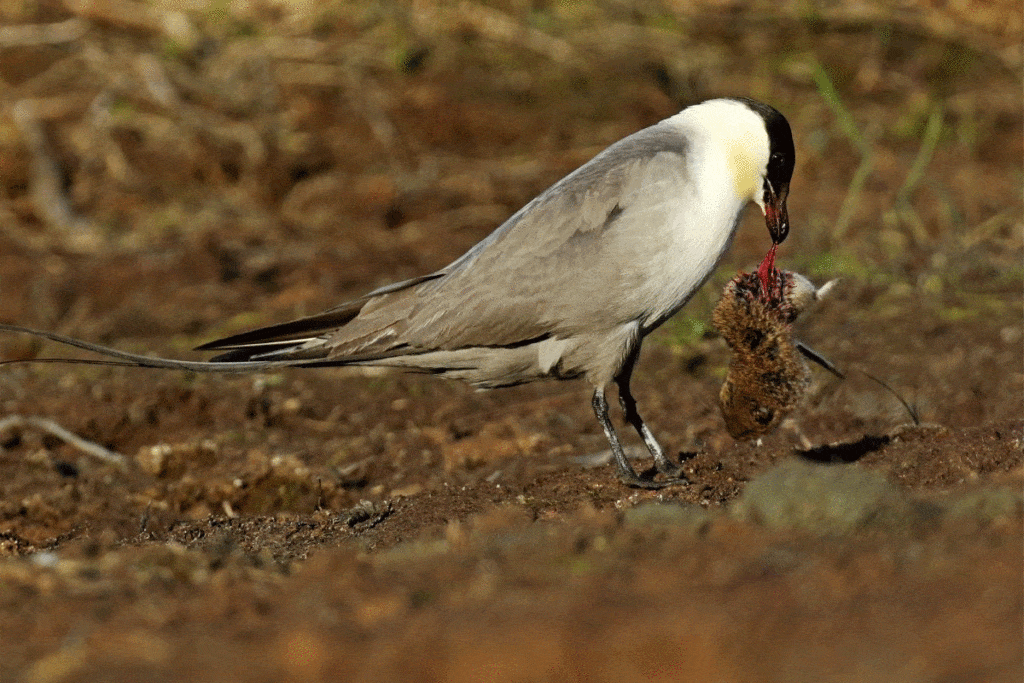 Falkenraubmöwe - Stercorarius longicaudus