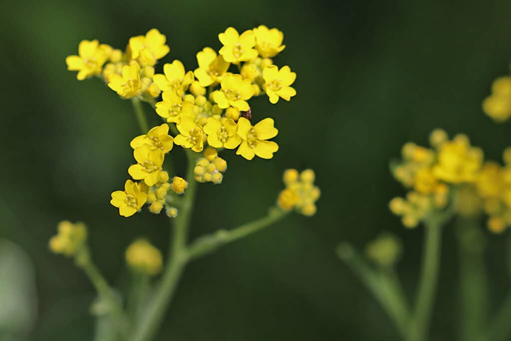 Felsen-Steinkraut, Aurinia saxatilis