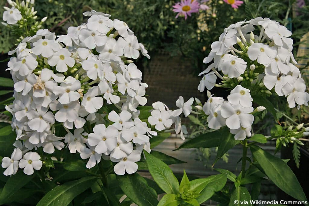 Flammenblume, weiß (Phlox paniculata)