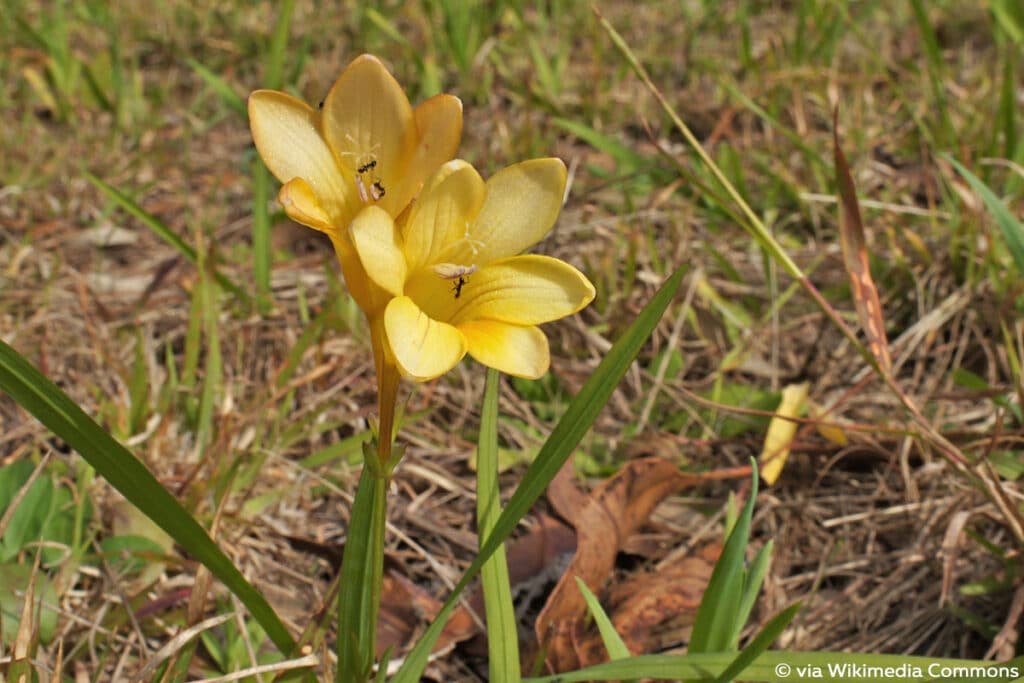 Freesien (Freesia x hybrida)