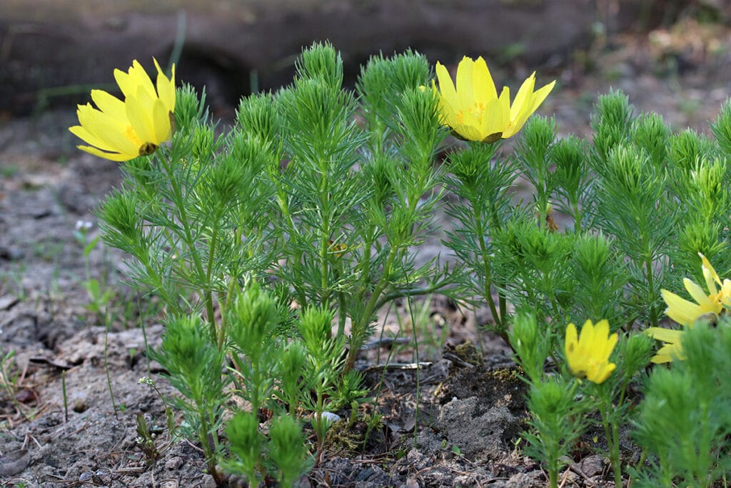 Frühlings-Adonisröschen (Adonis vernalis)