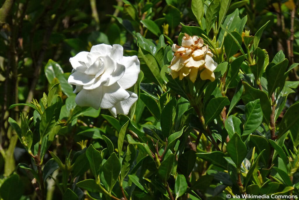 Gardenie (Gardenia jasminoides)