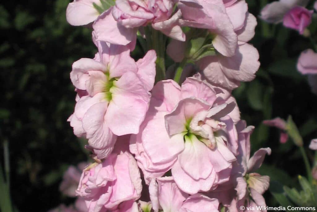 Gartenlevkoje (Matthiola incana), duftende Pflanzen