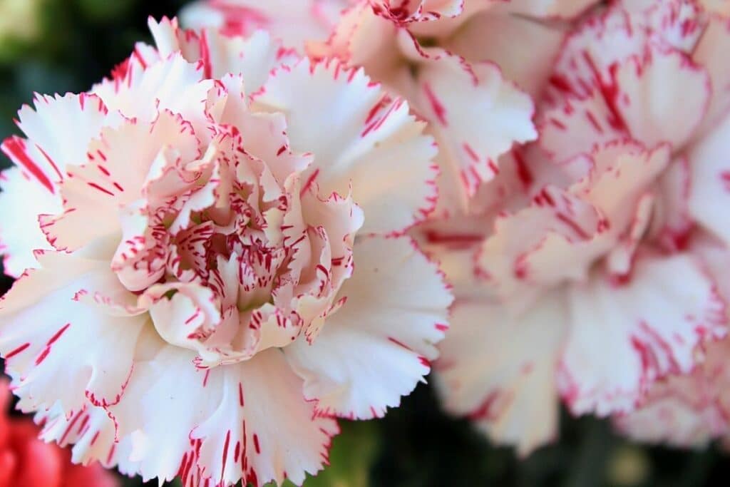 Gartennelke (Dianthus caryophyllus)