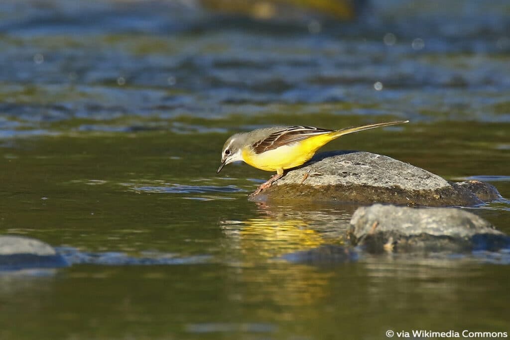 Gebirgsstelze - Motacilla cinerea, Vogel gelber Bauch