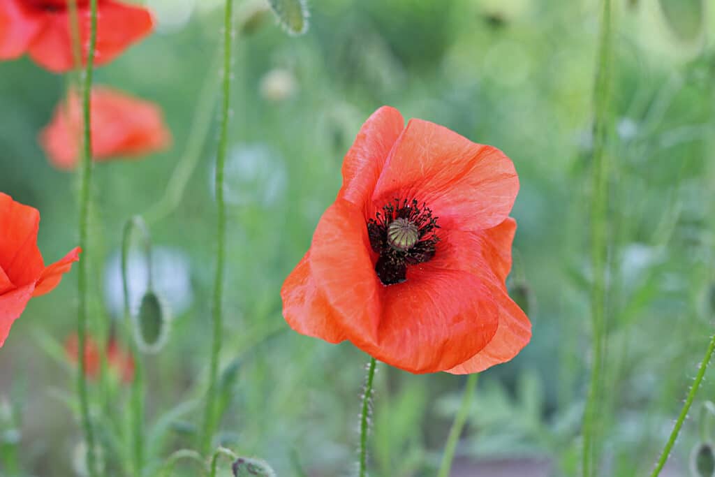 Mohn