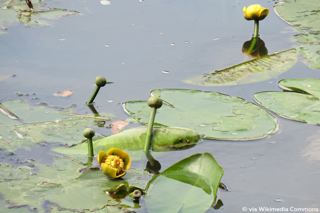 Gelbe Teichrose, Gelbe Teichmummel (Nuphar lutea), psychoaktive Pflanzen