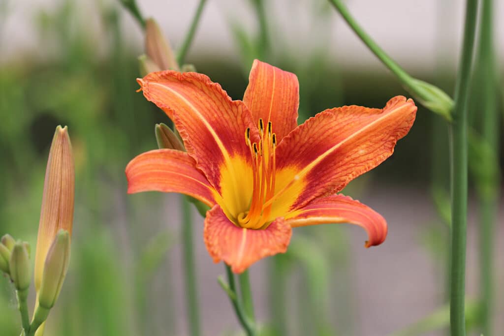 Gelbrote Taglilie (Hemerocallis fulva), Lavendel Begleitpflanzen