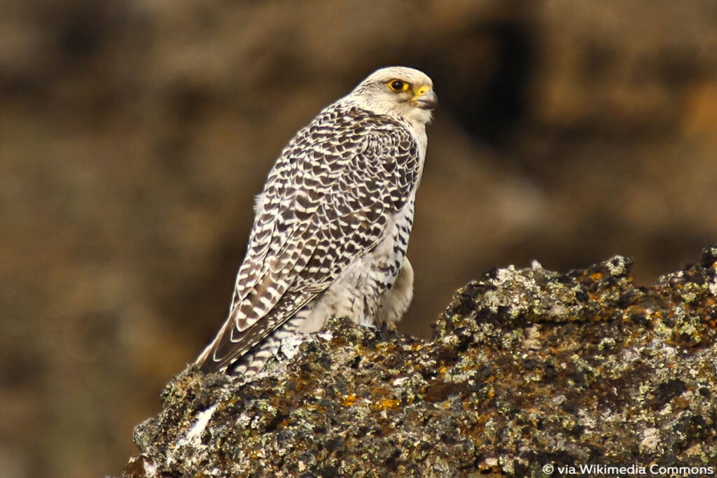 Gerfalke (Falco rusticolus)