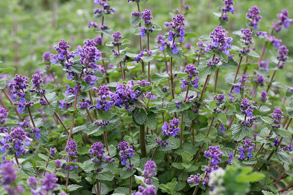 Gewöhnliche Katzenminze (Nepeta cataria)